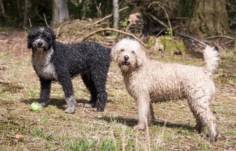 spanish water dogs outdoors