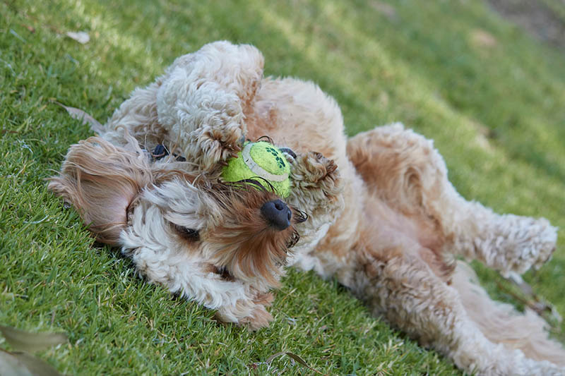 spoodle dog playing a ball while lying on the grass
