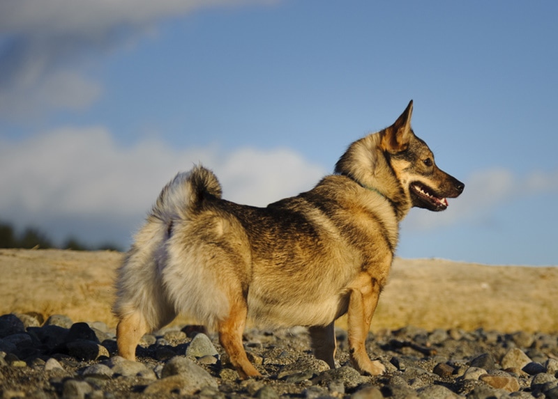 Swedish Vallhund vs Corgi: Main Differences (With Pictures) | Pet Keen