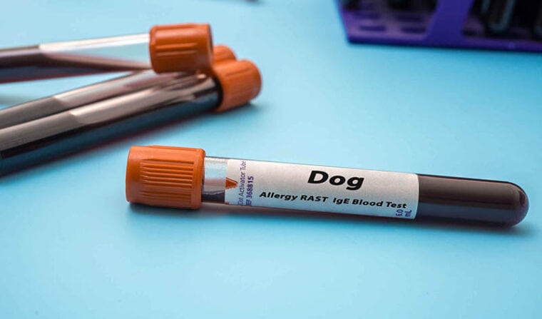 test tube filled with dog's blood for allergy testing