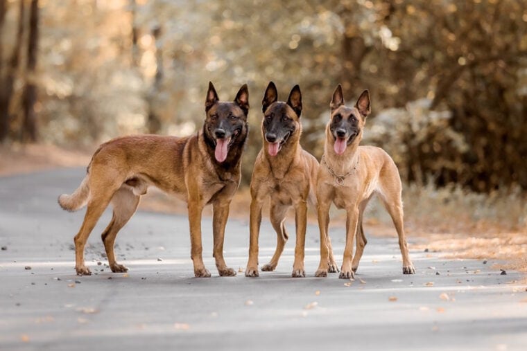 three belgian malinois dogs standing
