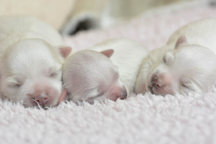 three-newborn-maltese-puppies-lying-on-blanket