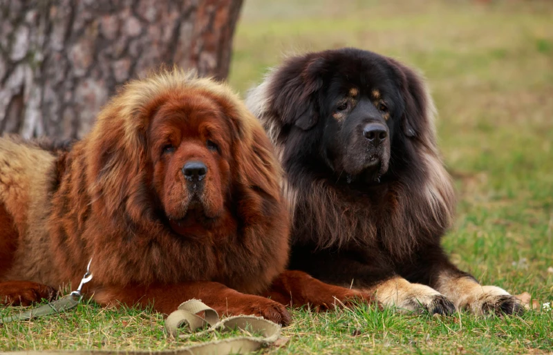 two tibetan mastiff dogs lying down on the grass outdoors