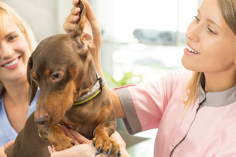 veterinário verificando a orelha do cachorro bassê