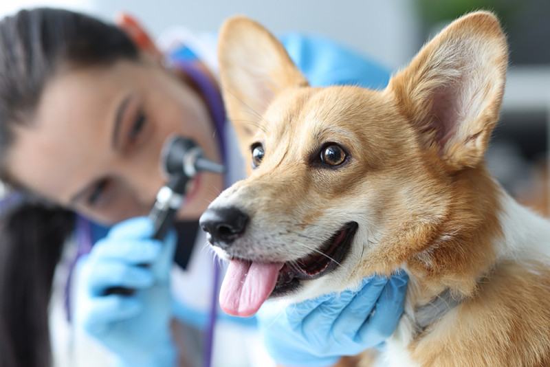 vet checking corgi dog ears