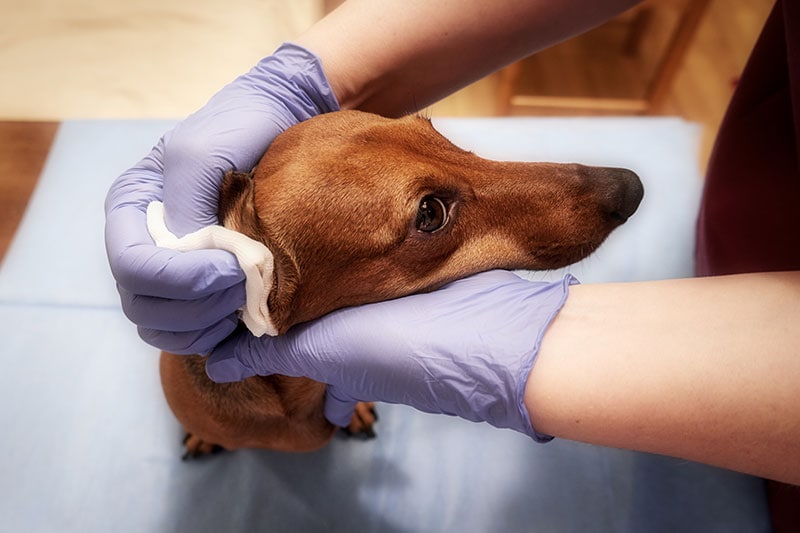 veterinário limpando a orelha do cachorro bassê com algodão