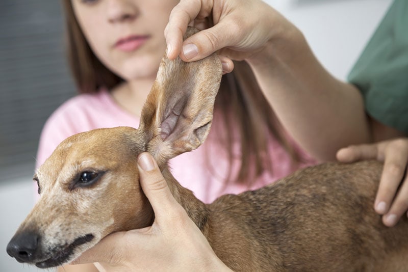 veterinário examinando a orelha do cachorro bassê