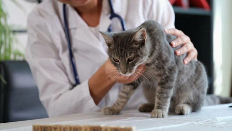 veterinarian holds sick cat close-up