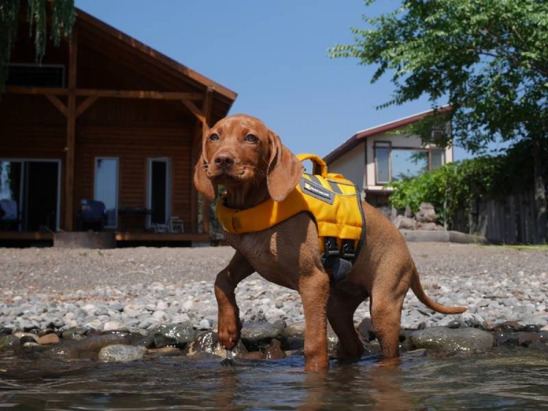 vizsla puppy standing in water wearing vest