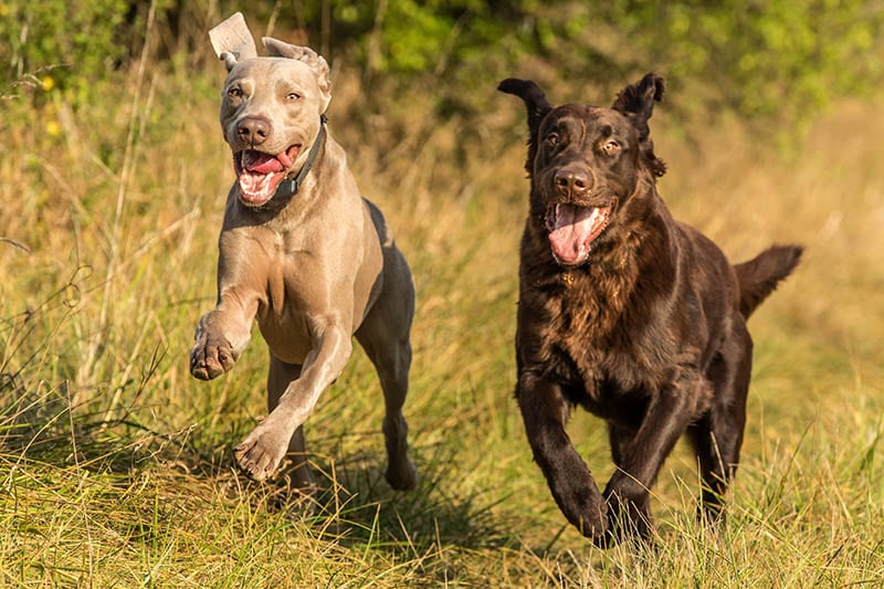 weimaraner and retriever dogs running together in the meadow