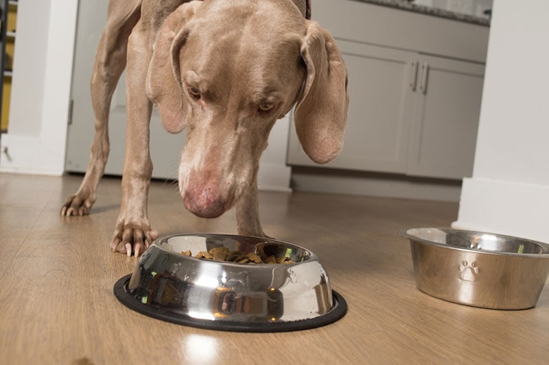 weimaraner dog eating food from metallic bowl