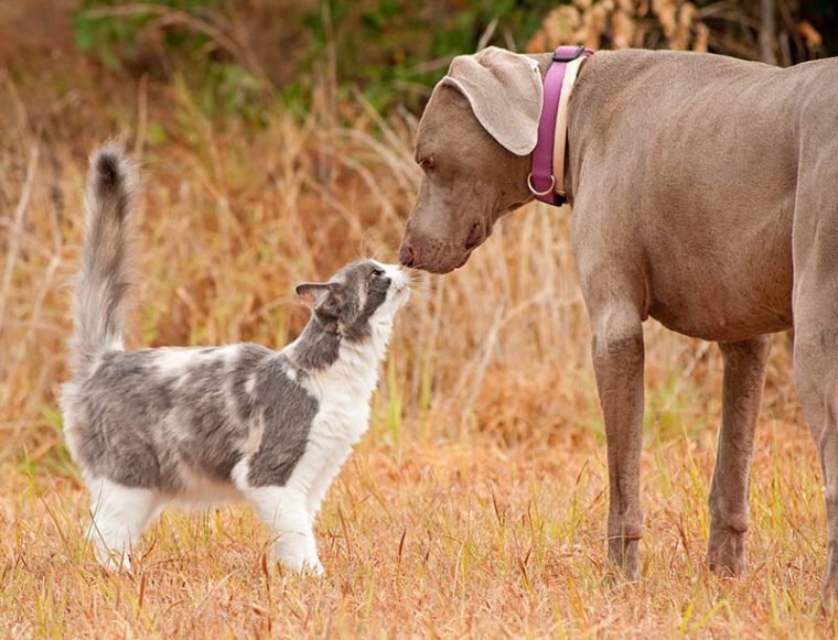 weimaraner dog meets a grey and white cat