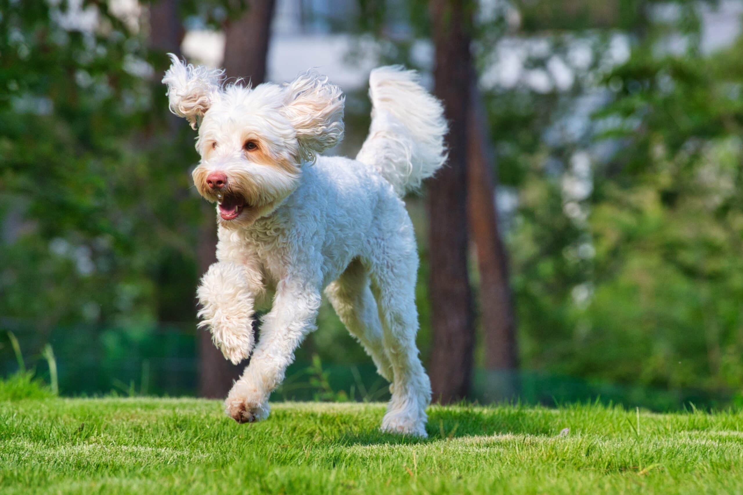 white australian labradoodle dog running