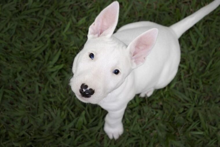 white puppy Bull Terrier looking up