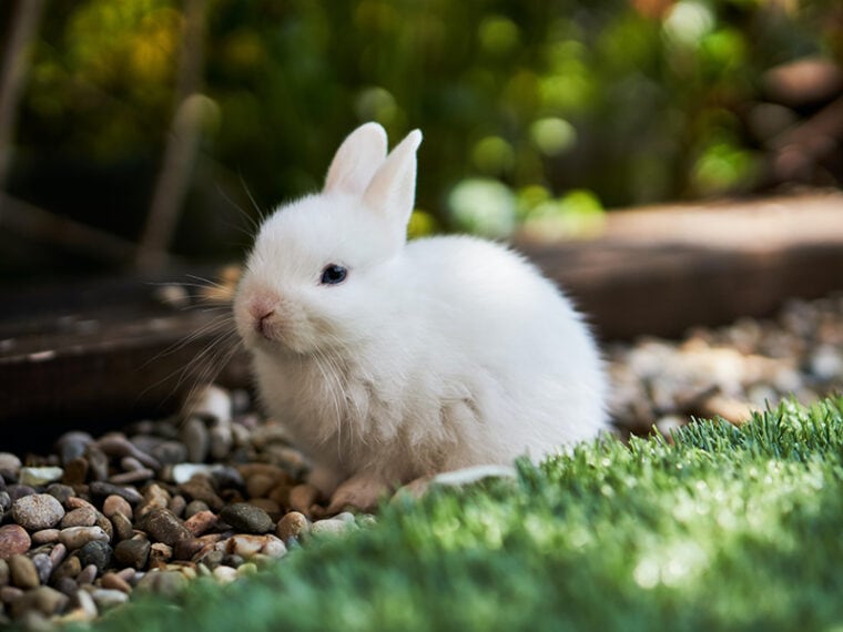 white rabbit sitting on the stones in the garden