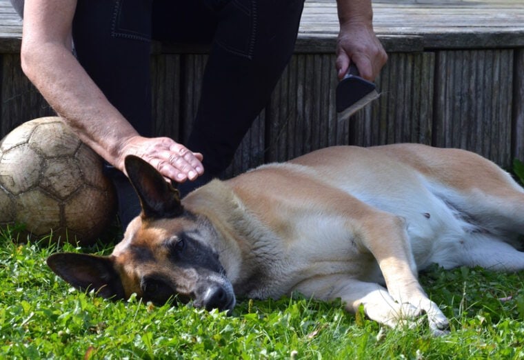 woman grooming her belgian malinois dog