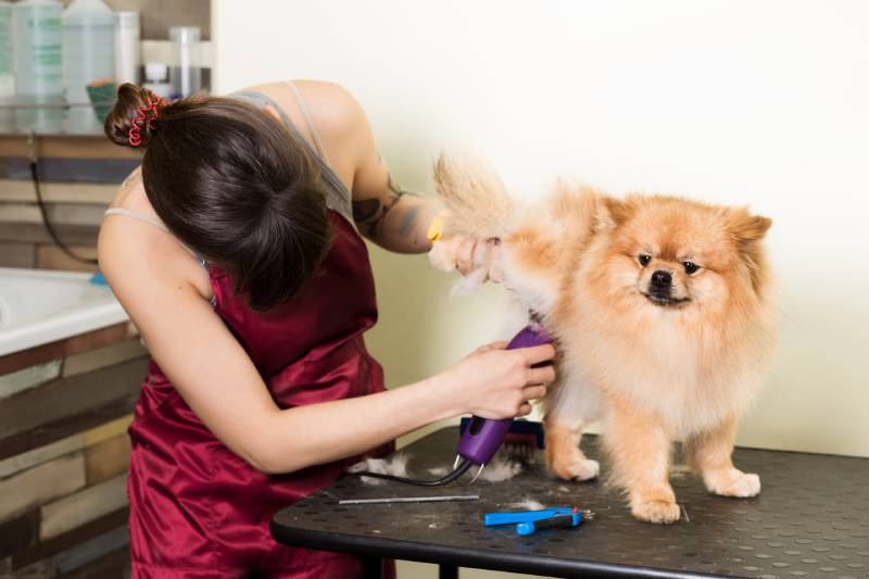 mujer acicalando perro pomerania con maquinilla