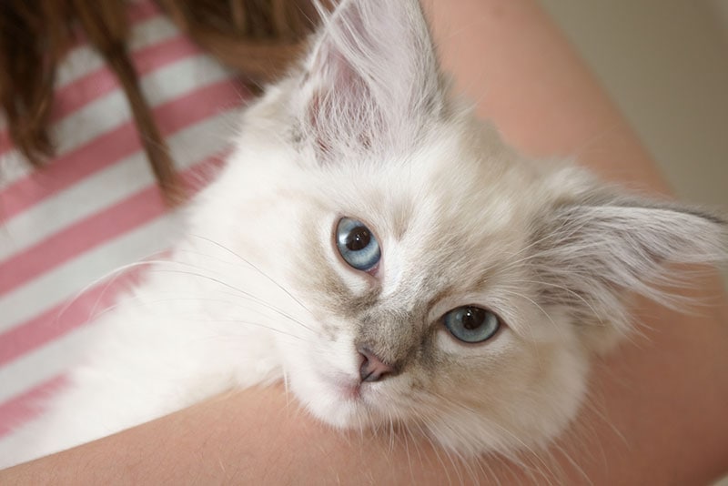 woman holding a lilac ragdoll kitten in her arms