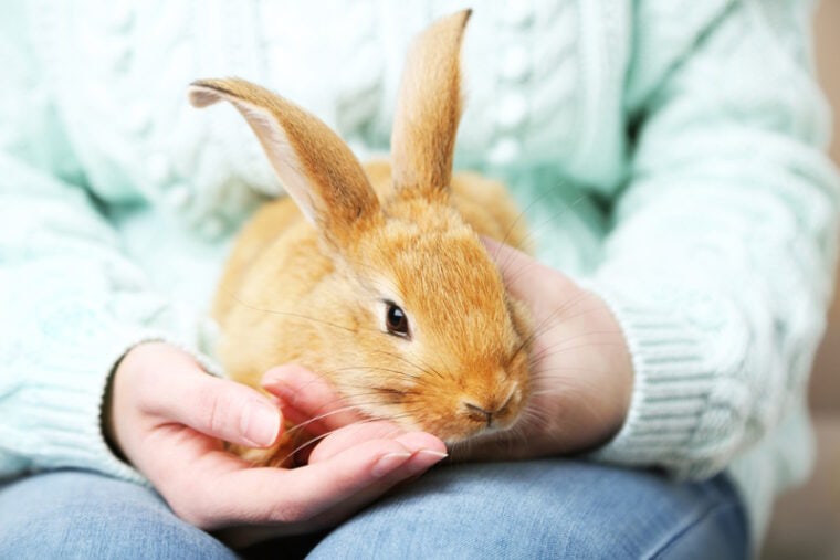 woman holding cute rabbit