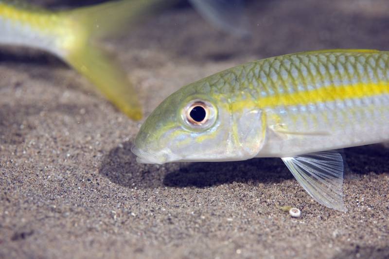 yellow goatfish (mulloidichthys vanicolensis)