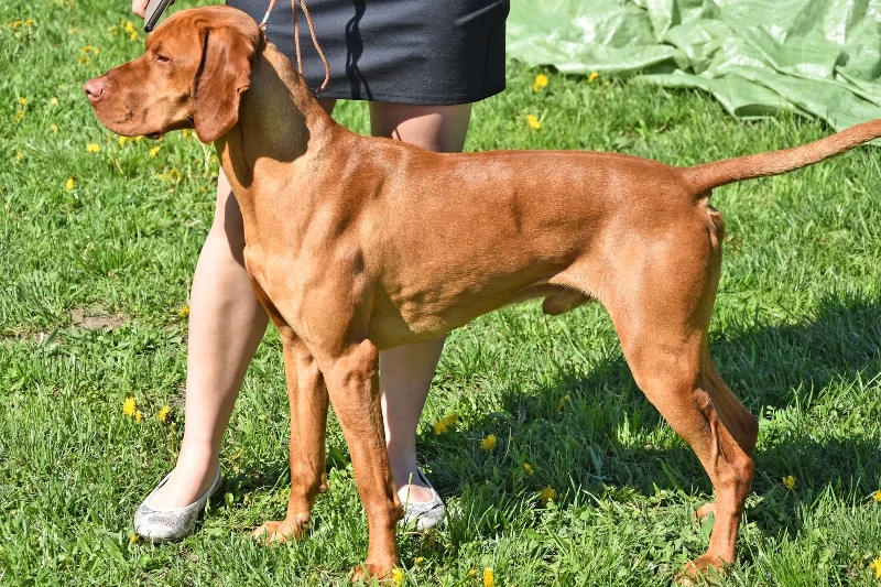 young leashed vizsla dog with a woman standing on grass outdoors
