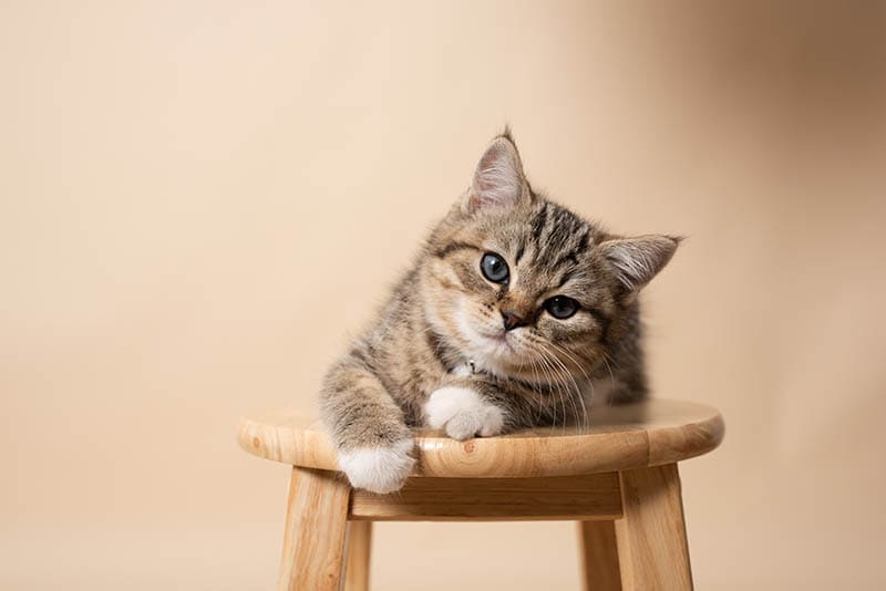 young ragdoll british shorthair cat sitting on wooden stool