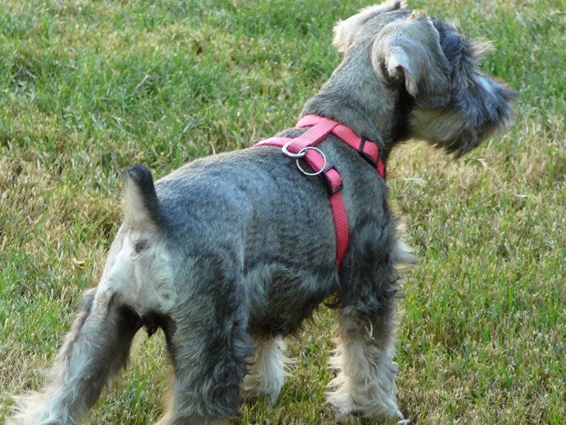 A baby Miniature Schnauzer standing in a grass field with a pink harness on