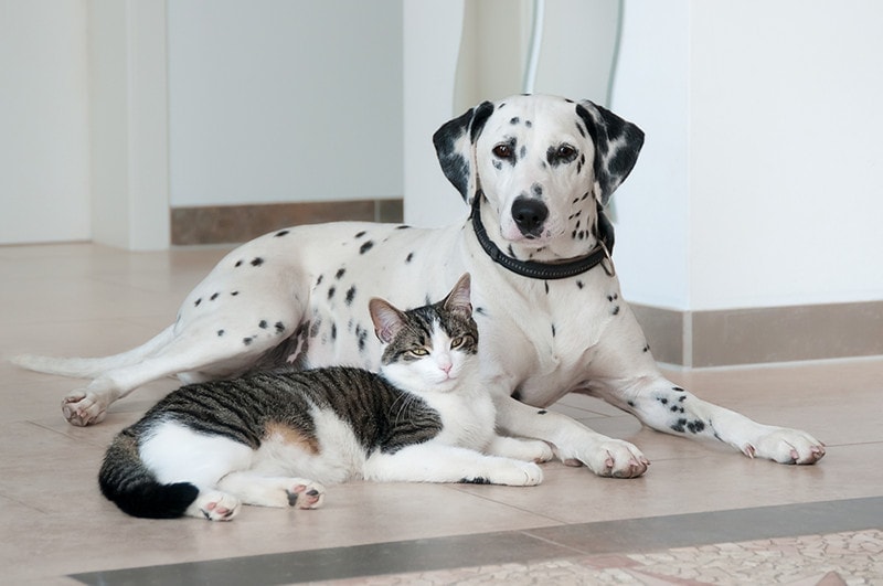 A cute tabby cat and a Dalmatian dog lying side by side