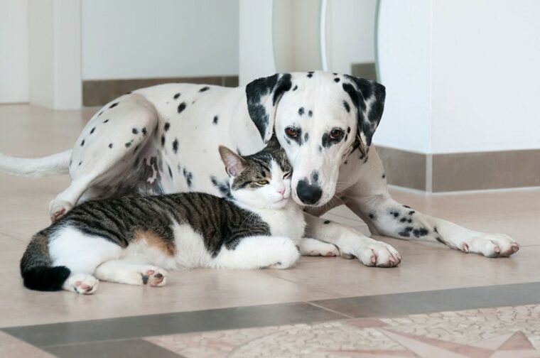 A cute tabby cat and a Dalmatian dog