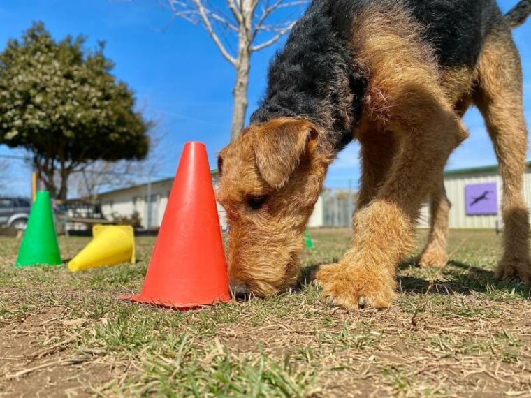 Airedale Terrier puppy playing scent work game