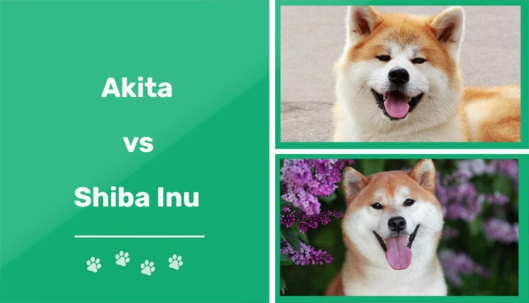 Akita vs Shiba Inu