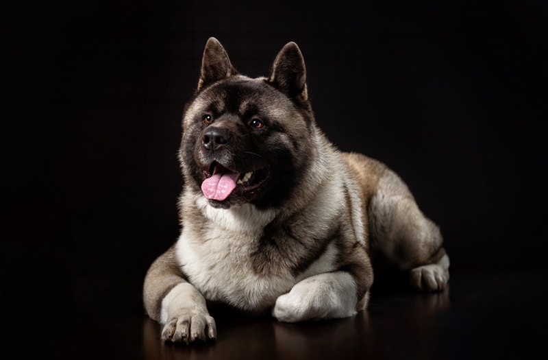 American Akita young dog lies on a dark background with one paw tucked under him