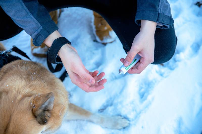 Aplique crema de vaselina en las almohadillas de las patas del perro para protegerlo contra la sal o los descongelantes químicos en la nieve.