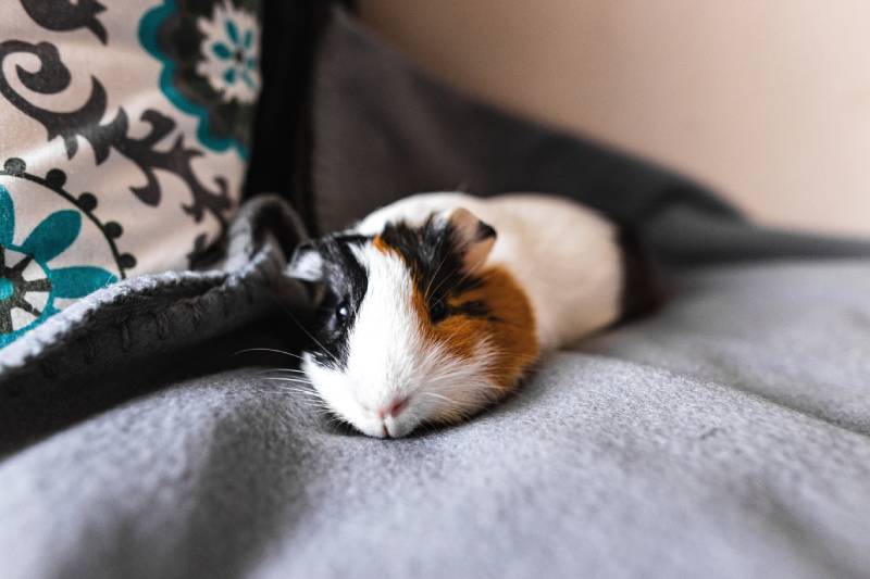 Baby guinea pig in home
