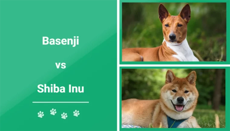 Basenji vs Shiba Inu - Featured Image