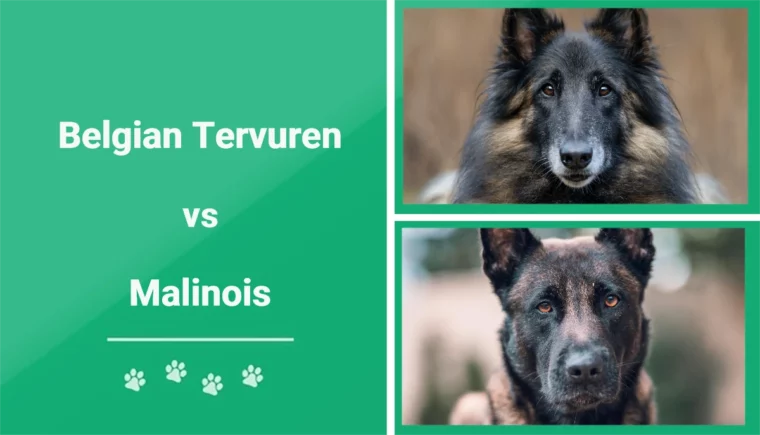 Belgian Tervuren vs Malinois - Featured Image