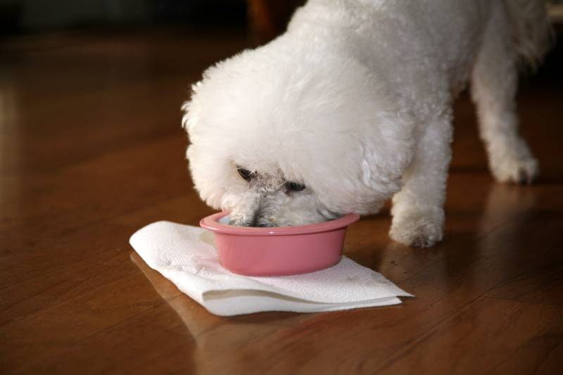Bichon Frise dog eating from the bowl