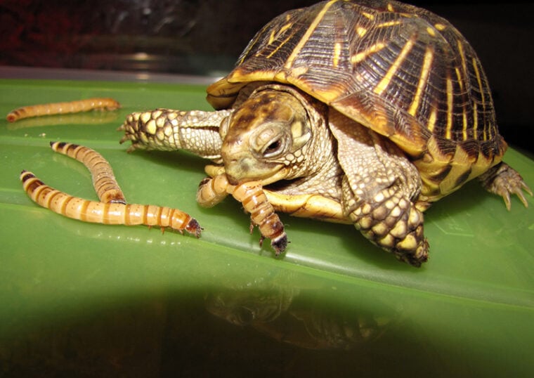 La tortuga de caja en su hábitat come gusanos de harina