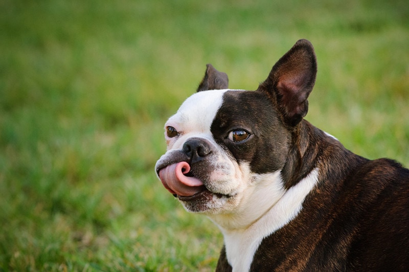 Brindle Boston Terrier dog licking lips