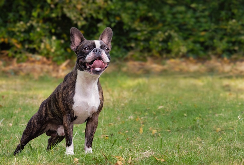 Brindle Boston Terrier: Facts, Origin & History (with Pictures) | Pet Keen