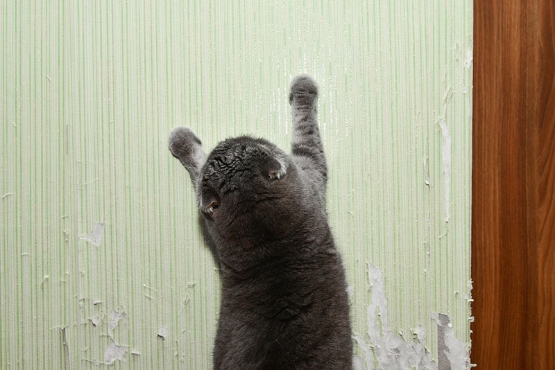 Cat scratching wall tears wallpaper