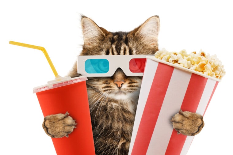 Cat with popcorn and glasses going to see a movie