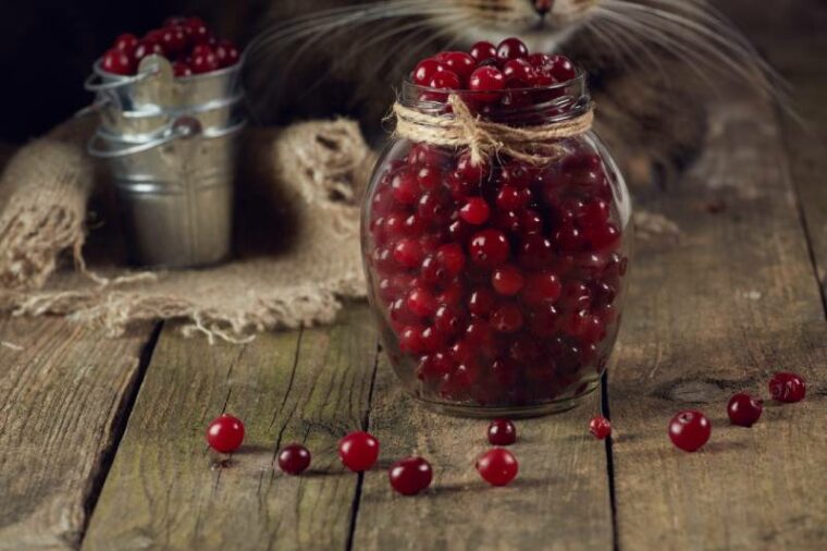 Cranberries in the jar with cat behind