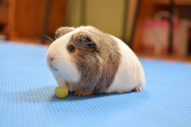 Cute guinea pig eating a grape