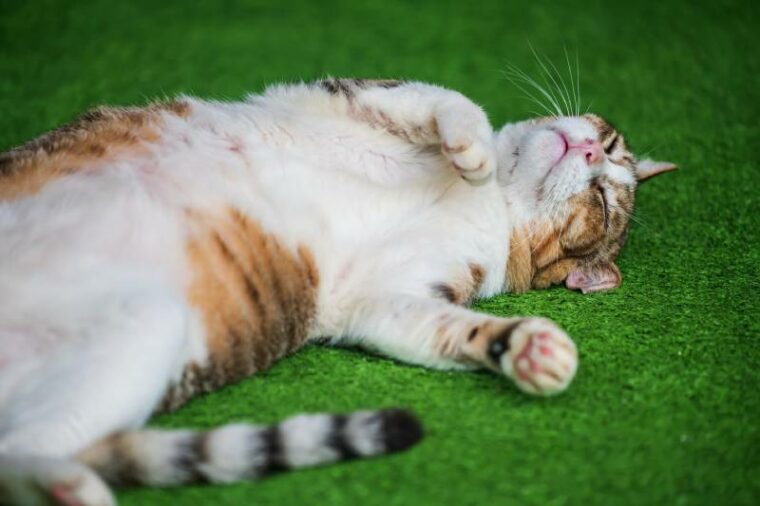 Cute yellow tabby cat sleeping on fake green grass