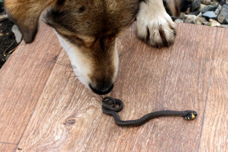Dog sniffing a tiny snake on the table