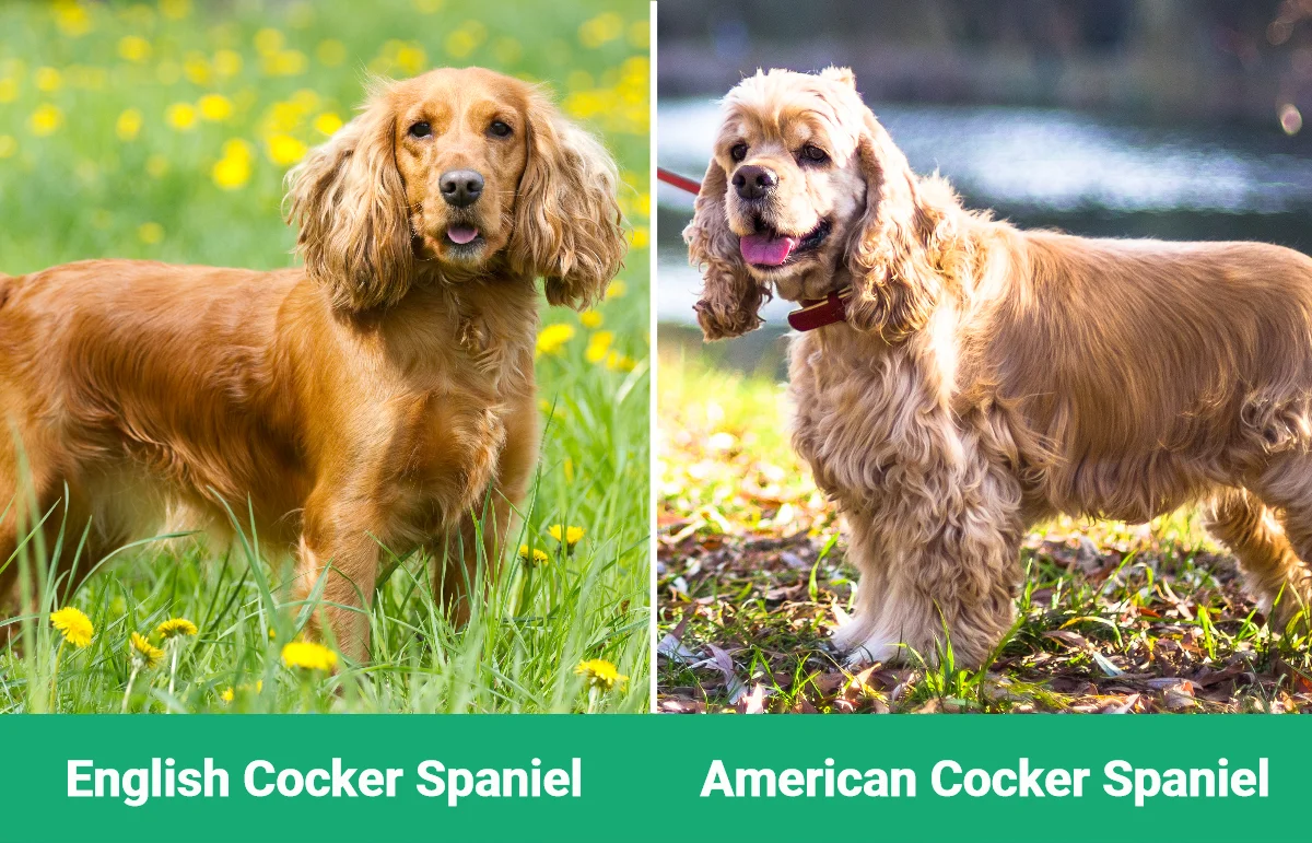 English vs American Cocker Spaniel: Key Differences (With Pictures ...