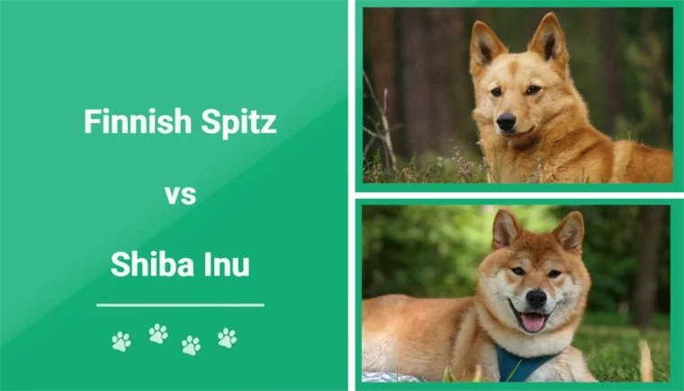 Finnish Spitz vs Shiba Inu - Featured Image