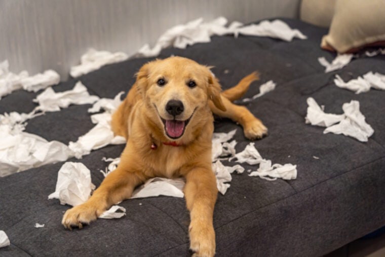 Golden retriever playing with tissue on couch