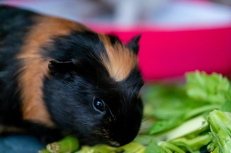 Guinea pig eating fresh vegetables and leafy greens